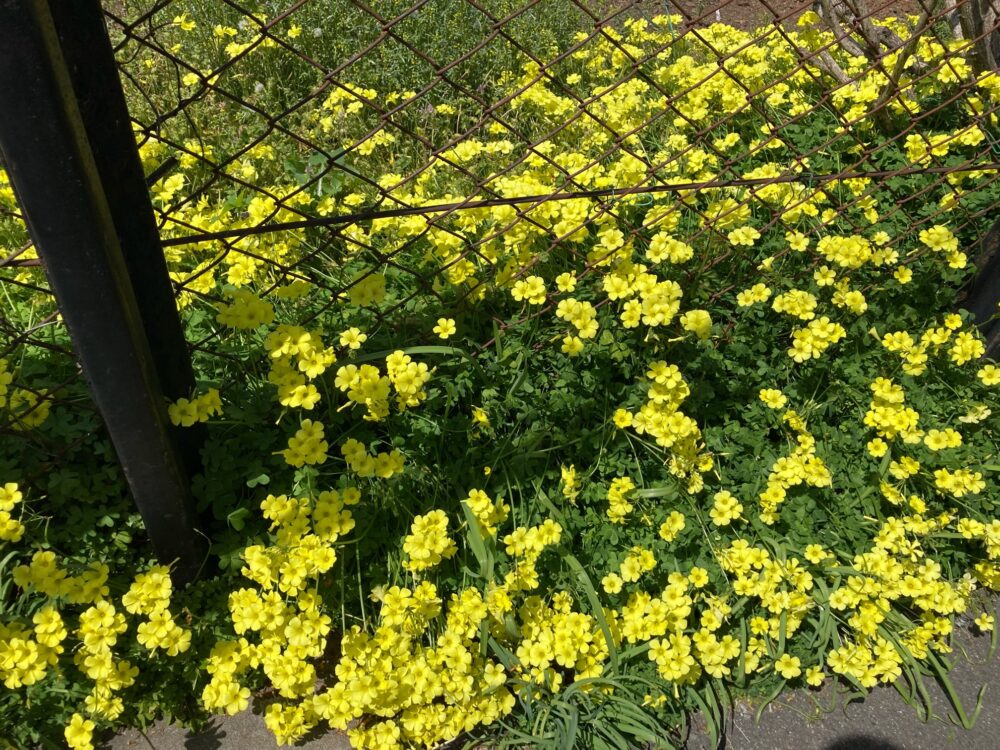 線路沿いに春を感じる